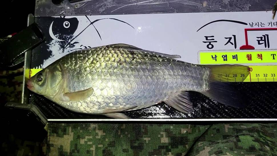 붕어낚시 시즌 시작 Carp fishing season begins (조황조행기 - 화보조행기)