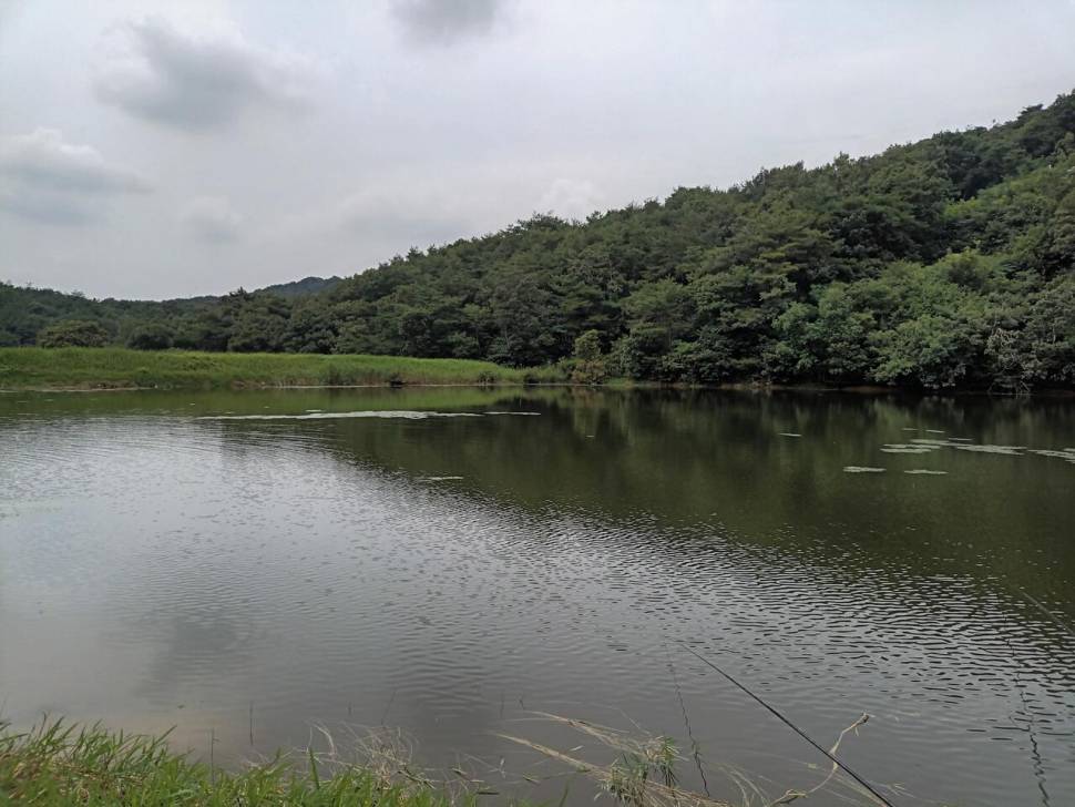 요즘 붕어 얼굴 보기 힘드네요 (조황조행기 - 화보조행기)