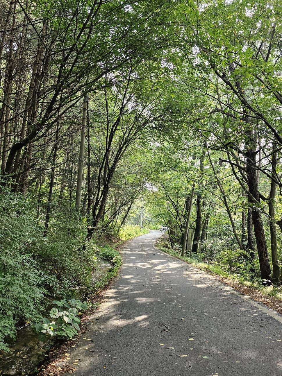 산속 계곡지에서 (조황조행기 - 화보조행기)