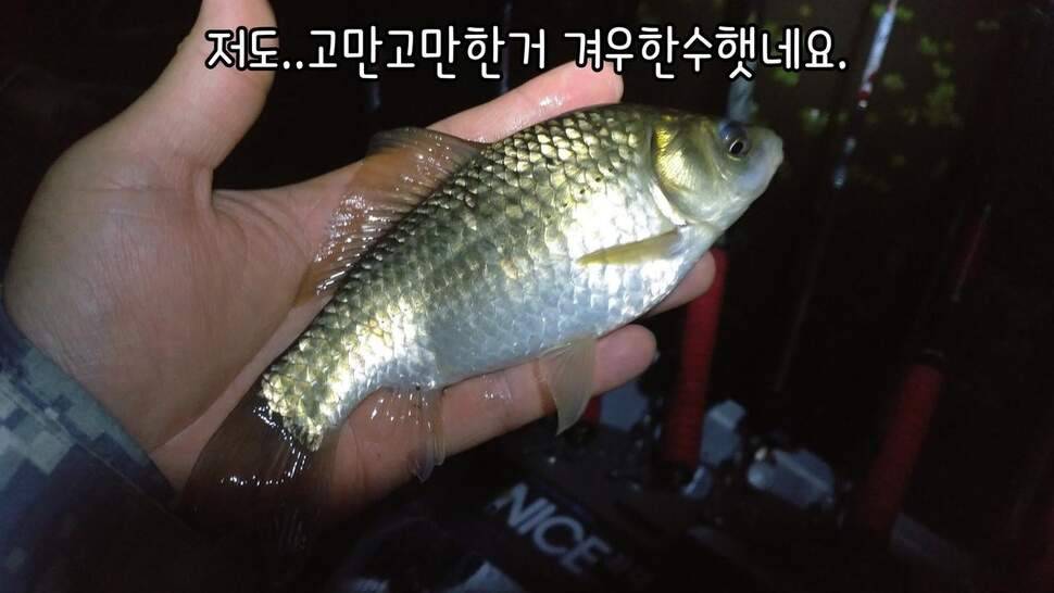 지존조행기아빠와 아들 그리고 피조사 (조황조행기 - 화보조행기)