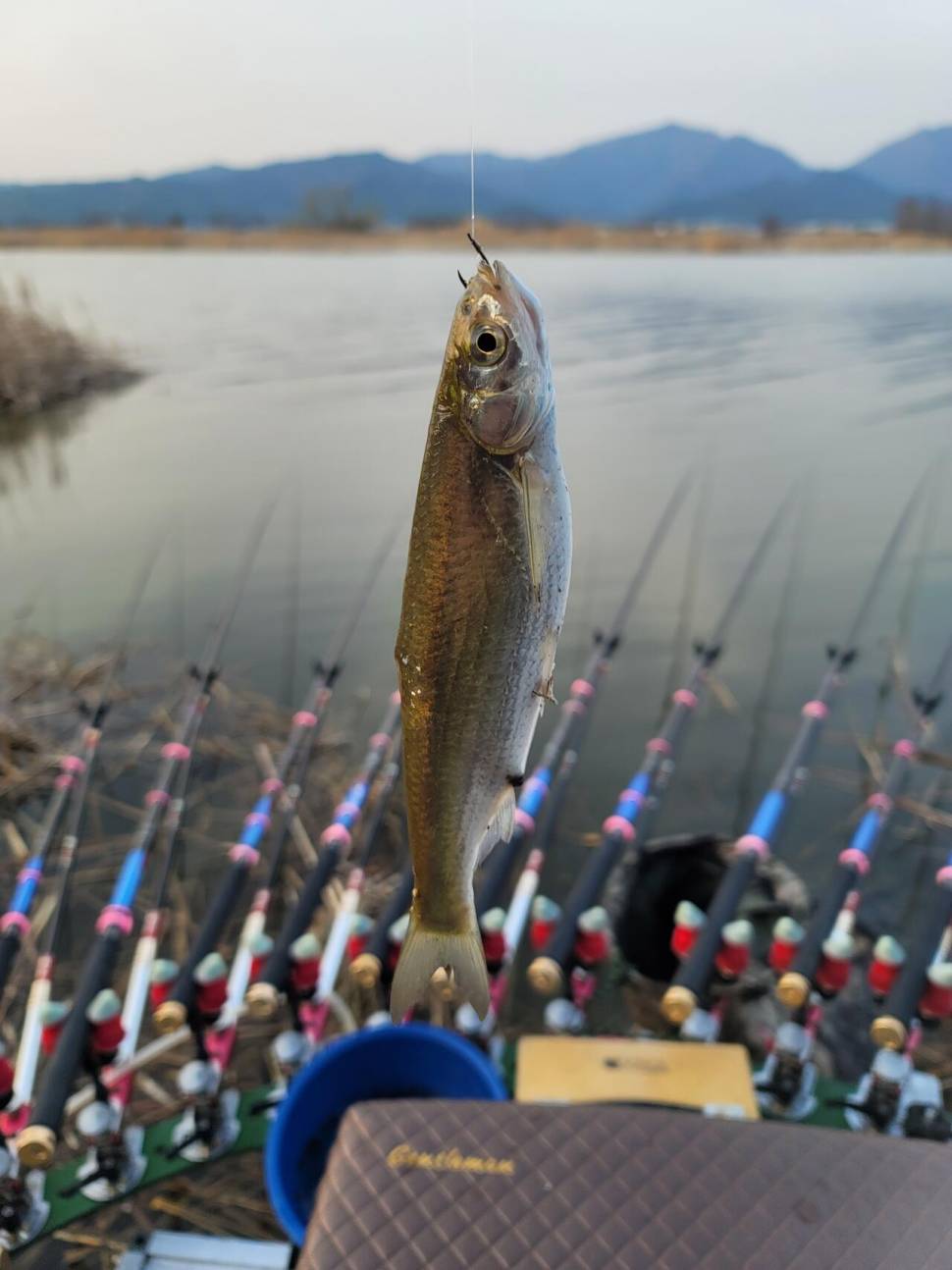 영암에 찾아온 봄 (조황조행기 - 화보조행기)