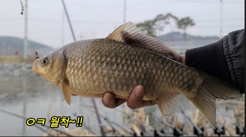 부들갈대 낮은수심 낚시 (조황조행기 - 화보조행기)