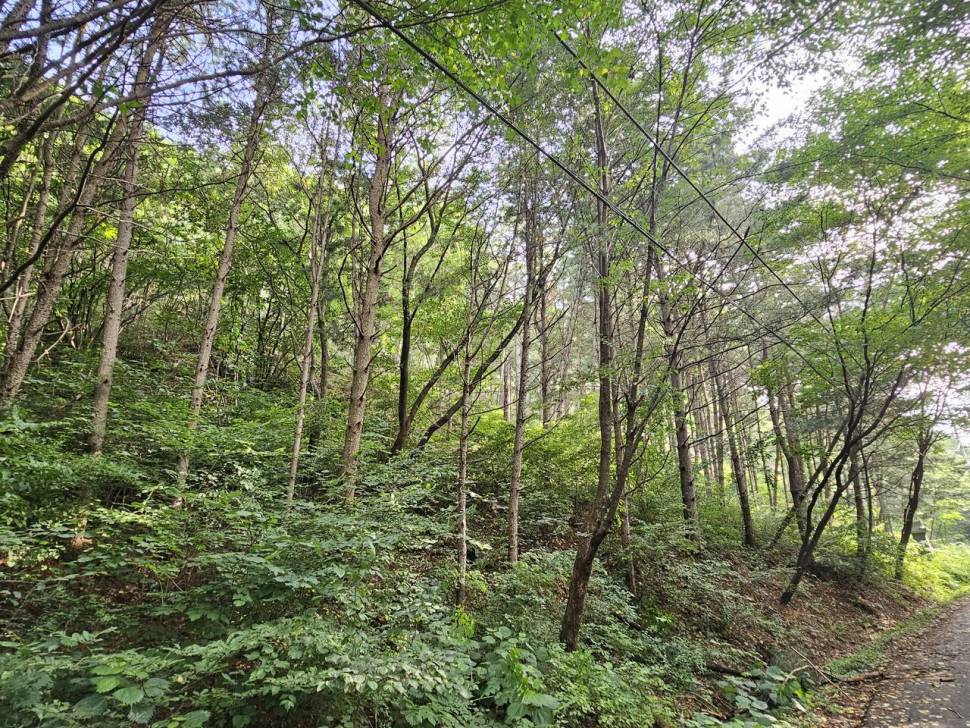산속 계곡지에서 (조황조행기 - 화보조행기)
