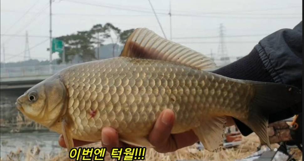 부들갈대 낮은수심 낚시 (조황조행기 - 화보조행기)