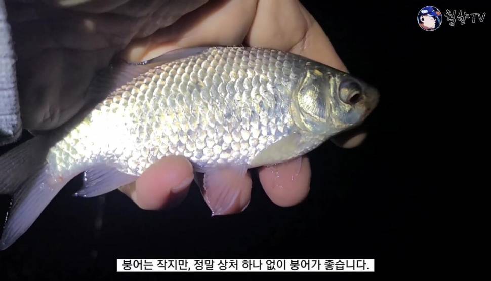 보고 싶었어 붕어야 논산 소류지 붕어 낚시 다녀 왔어요 (조황조행기 - 화보조행기)