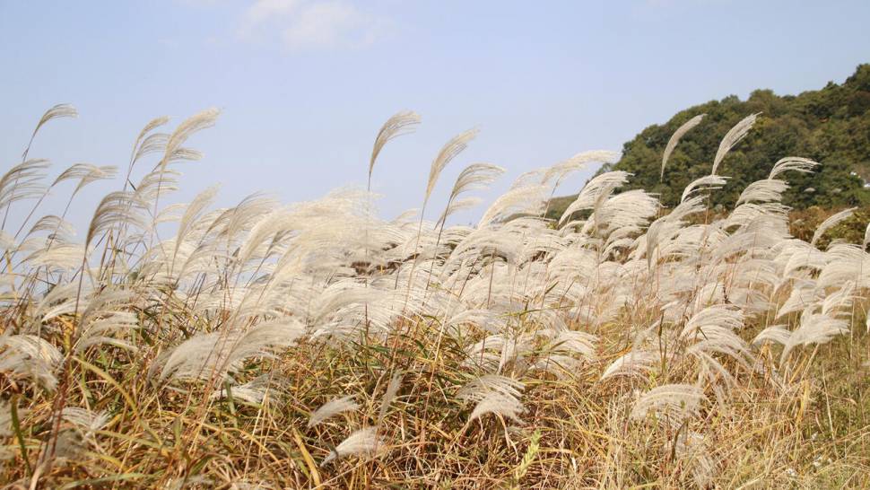 부사호 가지수로 (조황조행기 - 화보조행기)