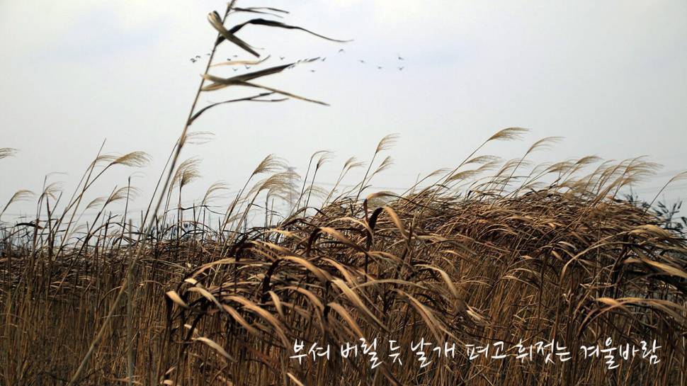 붕어낚시 시즌 시작 Carp fishing season begins (조황조행기 - 화보조행기)