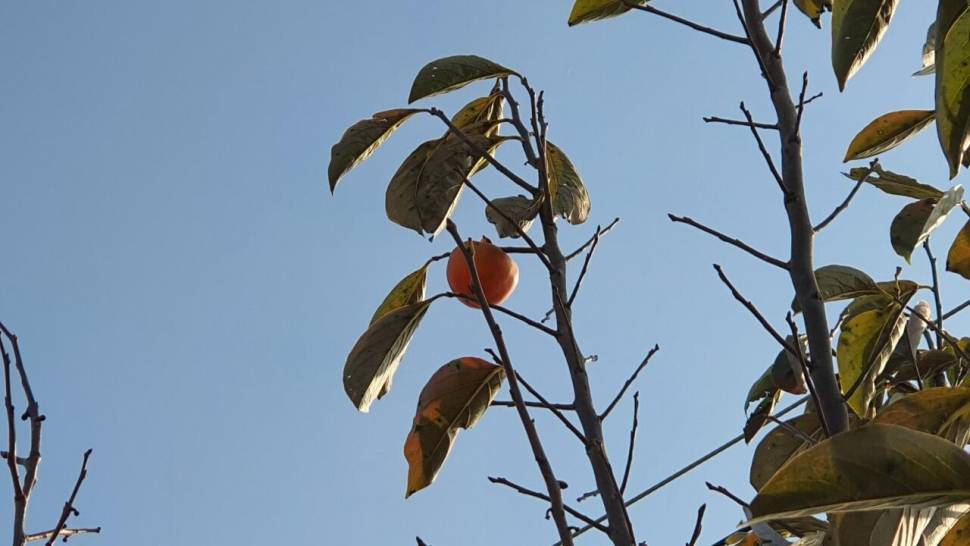 세발이의 힐낚 다이어리 (조황조행기 - 화보조행기)