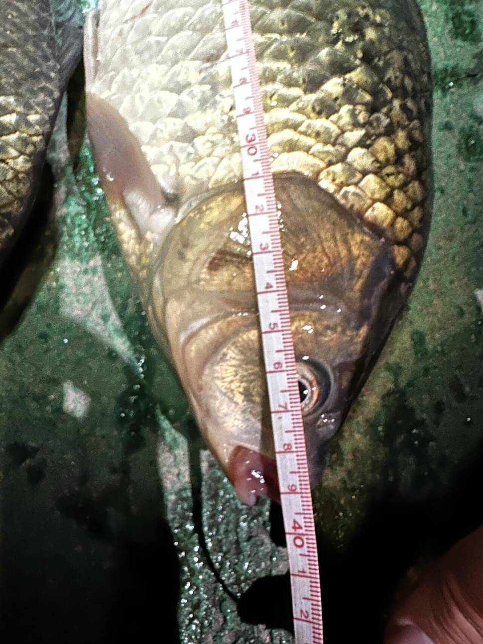 512일 청라 (조황조행기 - 화보조행기)
