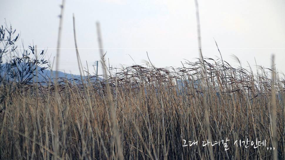 붕어낚시 시즌 시작 Carp fishing season begins (조황조행기 - 화보조행기)