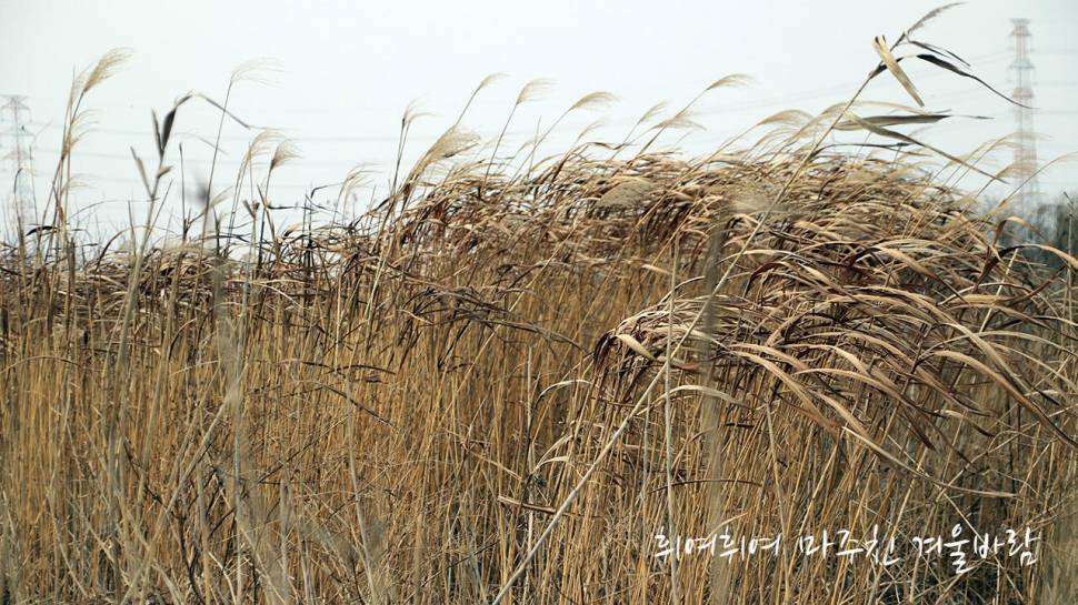 붕어낚시 시즌 시작 Carp fishing season begins (조황조행기 - 화보조행기)