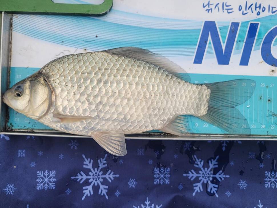 활성도 좋은 오후시간해남7주차 (조황조행기 - 화보조행기)