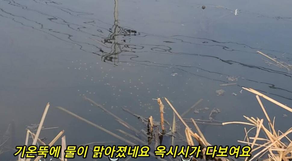 부들갈대 낮은수심 낚시 (조황조행기 - 화보조행기)