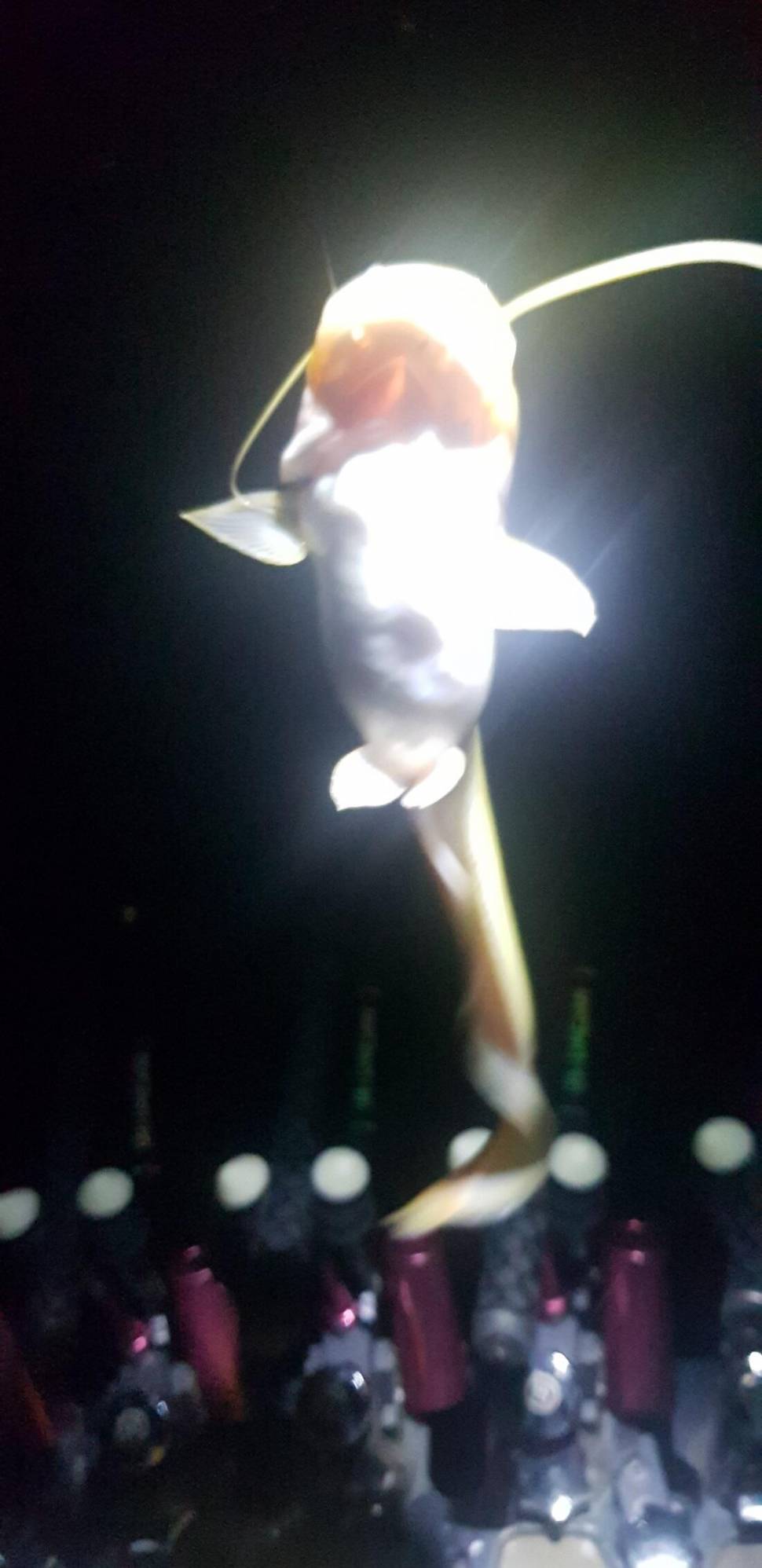 경북 문경 조용한 저수지 마릿수 (조황조행기 - 화보조행기)