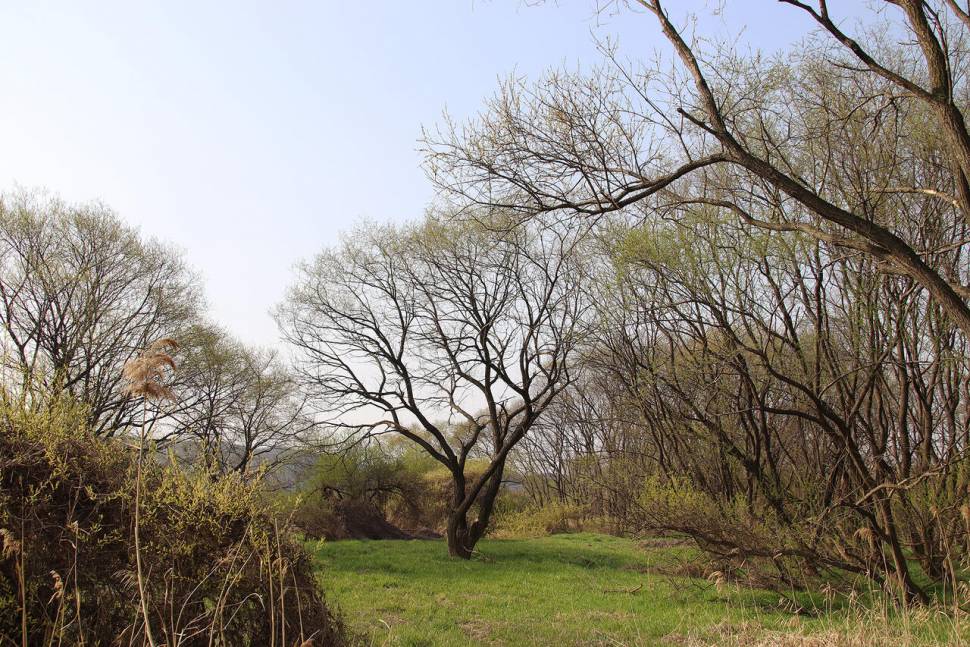 금강 산란중에 낚인 대어들 (조황조행기 - 화보조행기)