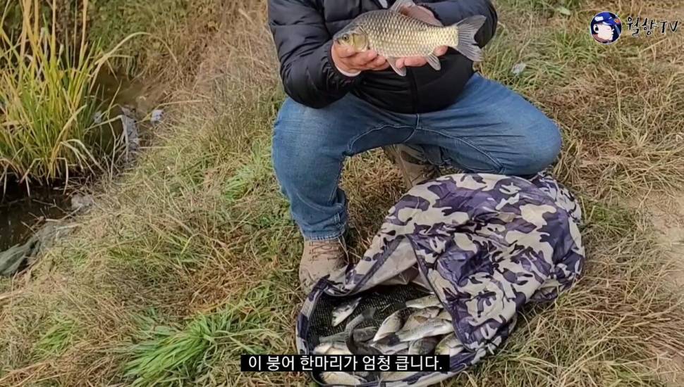 세종소류지 옥수수 새우에 마릿수 붕어 (조황조행기 - 화보조행기)