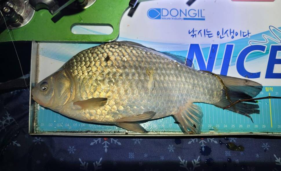 산란이 끝난 붕어들과의 만남 (조황조행기 - 화보조행기)