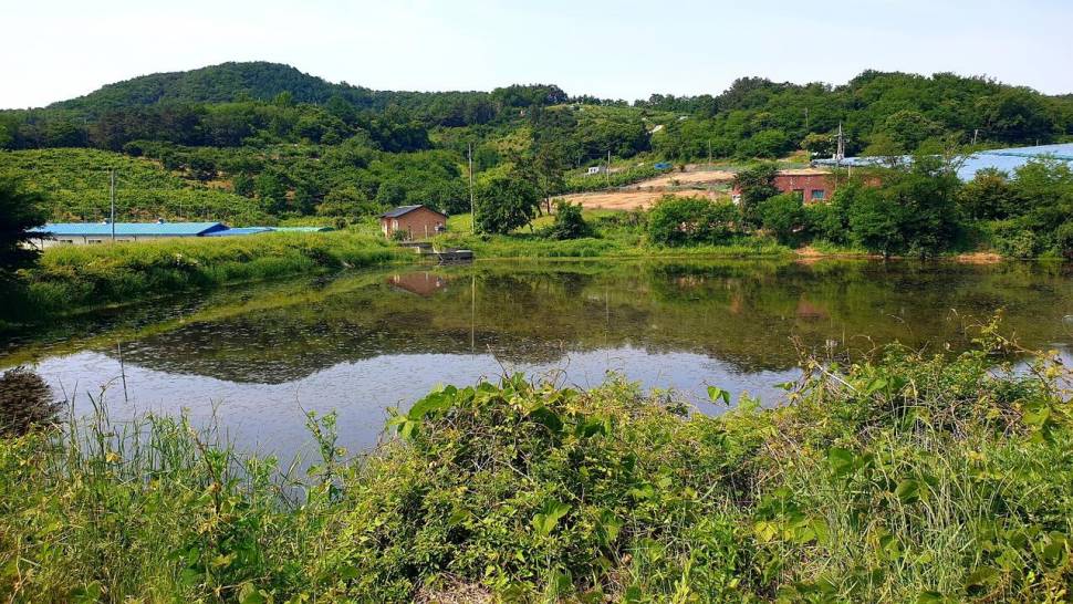 노지 조행기 시즌9화 배수기 낚시 (조황조행기 - 화보조행기)
