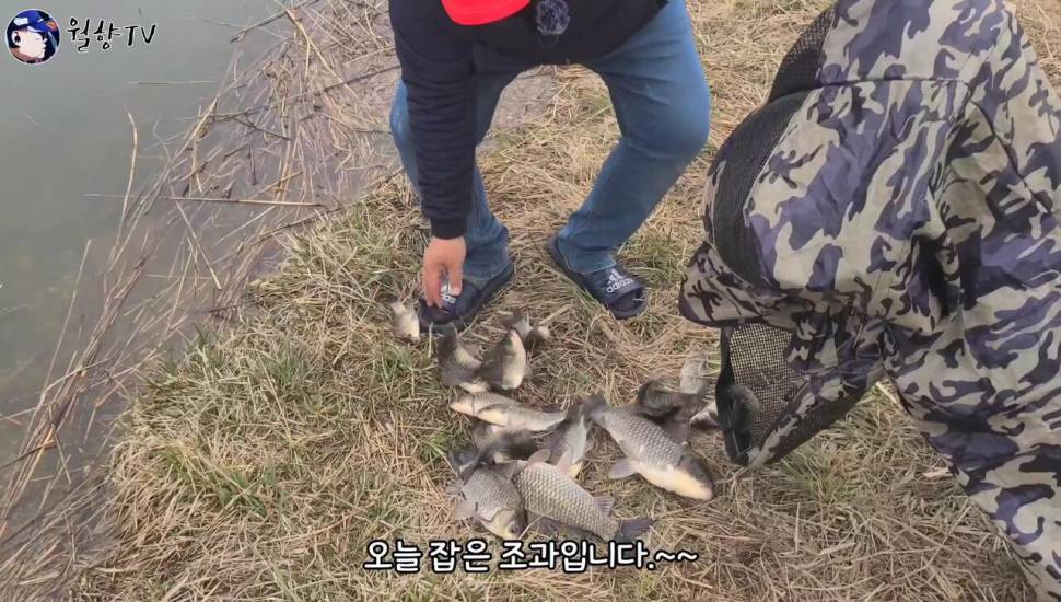 붕어낚시 홍성호에서 6치부터 4짜까지 마릿수 성공 (조황조행기 - 화보조행기)