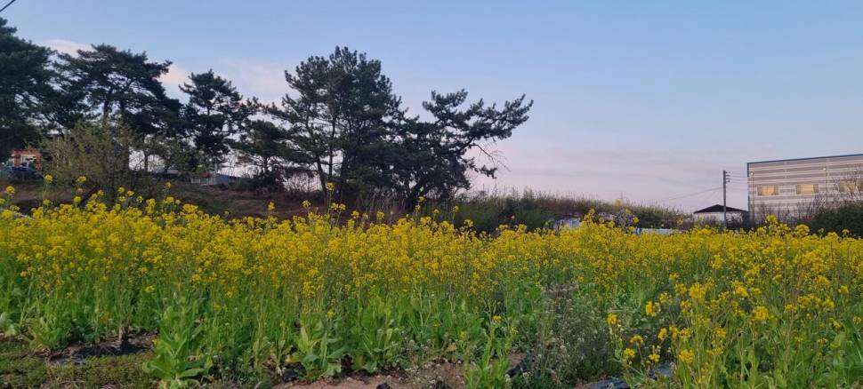 붕어 보고싶어서 (조황조행기 - 화보조행기)