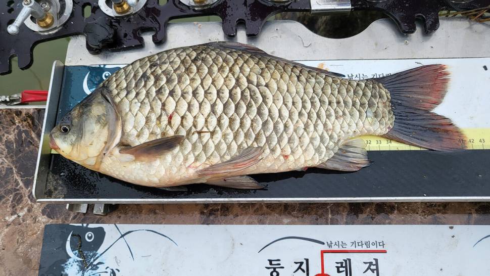 풍성한 가을 붕어낚시 아산호 대어들 (조황조행기 - 화보조행기)