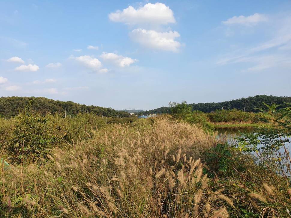 붕어는 언제든지 볼 수 있다 (조황조행기 - 화보조행기)