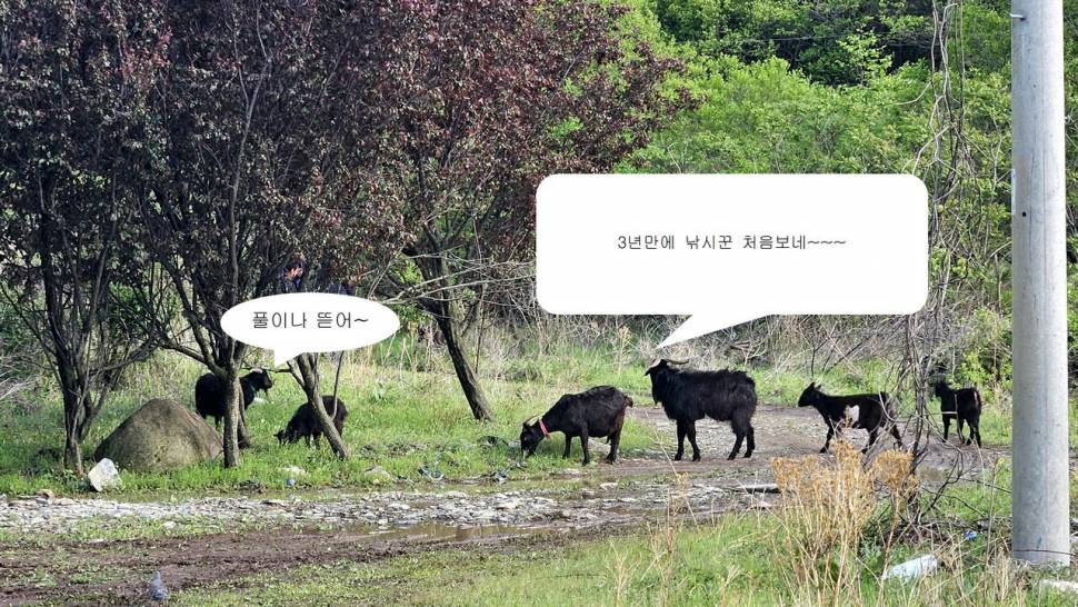 오라지 다시는 오나봐라 (조황조행기 - 화보조행기)