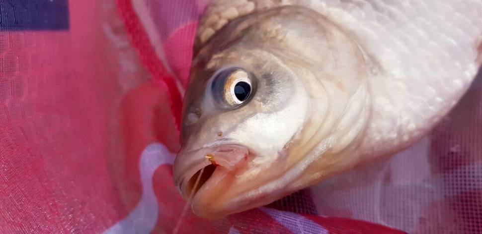 고삼지 꼴미권 다녀 왔습니다 (조황조행기 - 화보조행기)