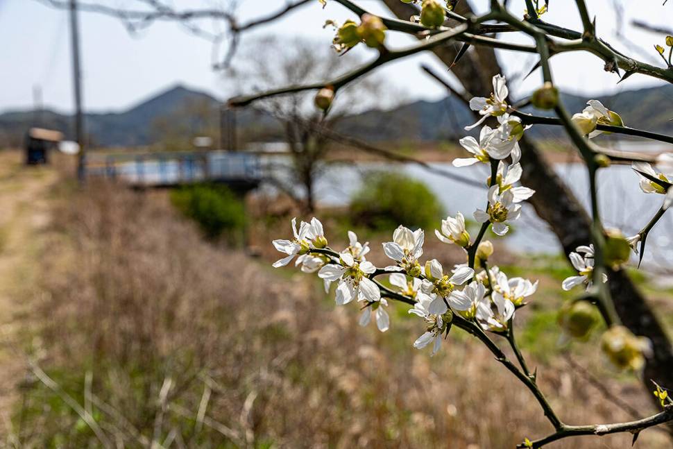C씨의 낚시 여행 봄 너라는 계절 (조황조행기 - 화보조행기)