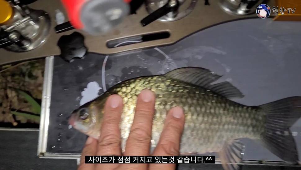 담양 봉산수로 현지인 애장터에서 놀다가 왔어요 (조황조행기 - 화보조행기)