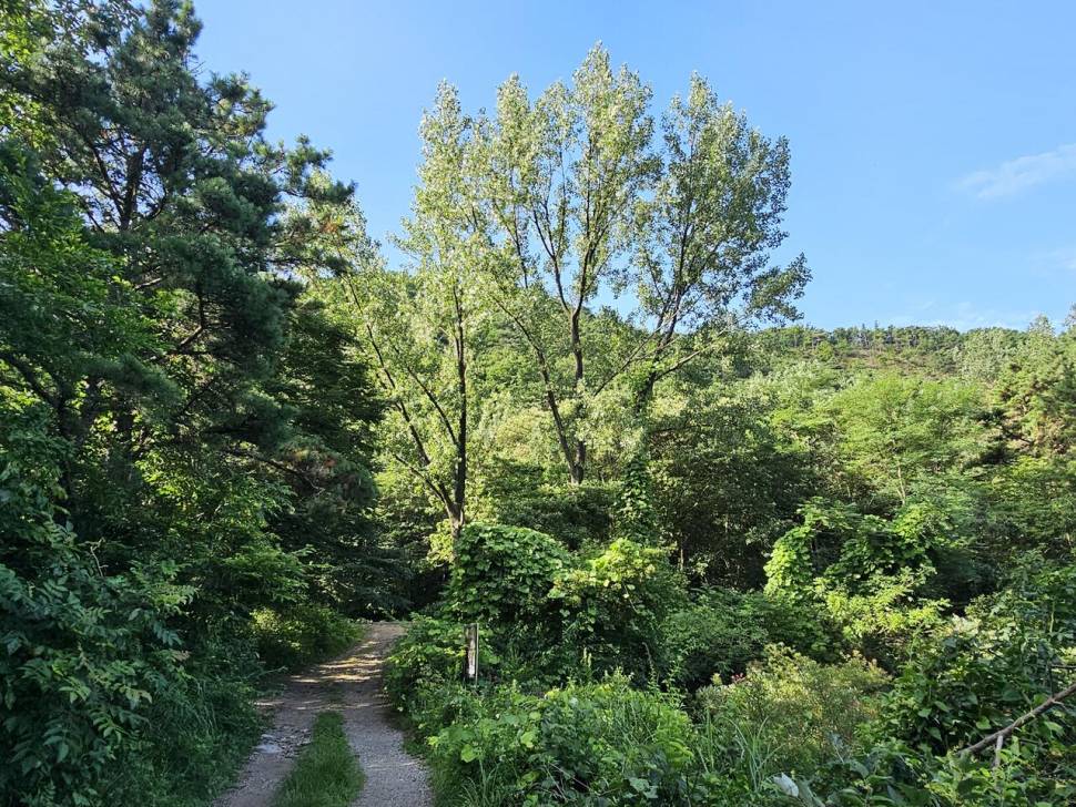 산속 계곡지에서 (조황조행기 - 화보조행기)