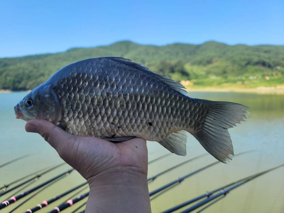 배수중인 계곡지에서의 힐링이야기 (조황조행기 - 화보조행기)