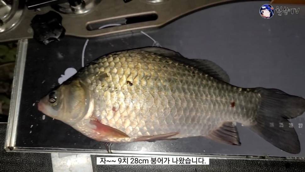 담양 봉산수로 현지인 애장터에서 놀다가 왔어요 (조황조행기 - 화보조행기)
