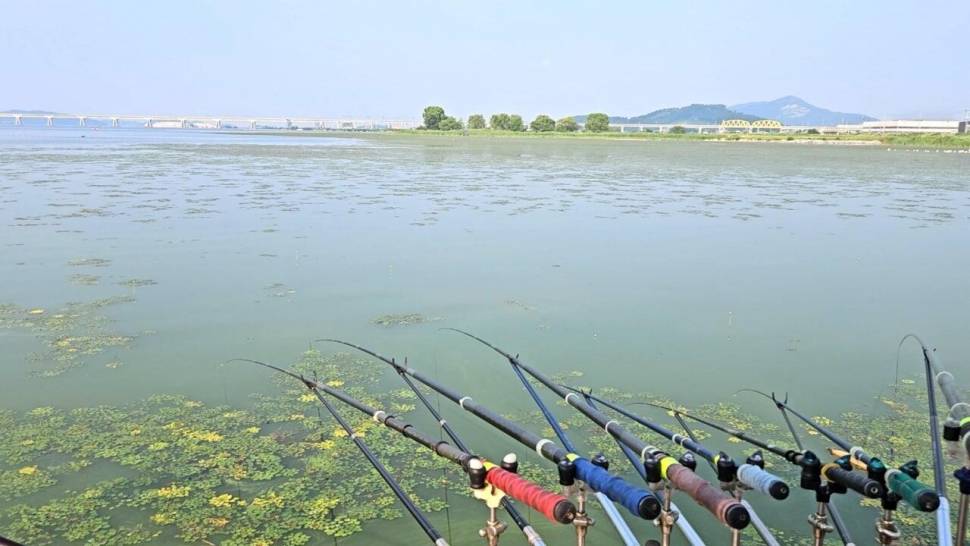 아산호 공세리 석축지대 배수기 붕어 집합장 (조황조행기 - 화보조행기)