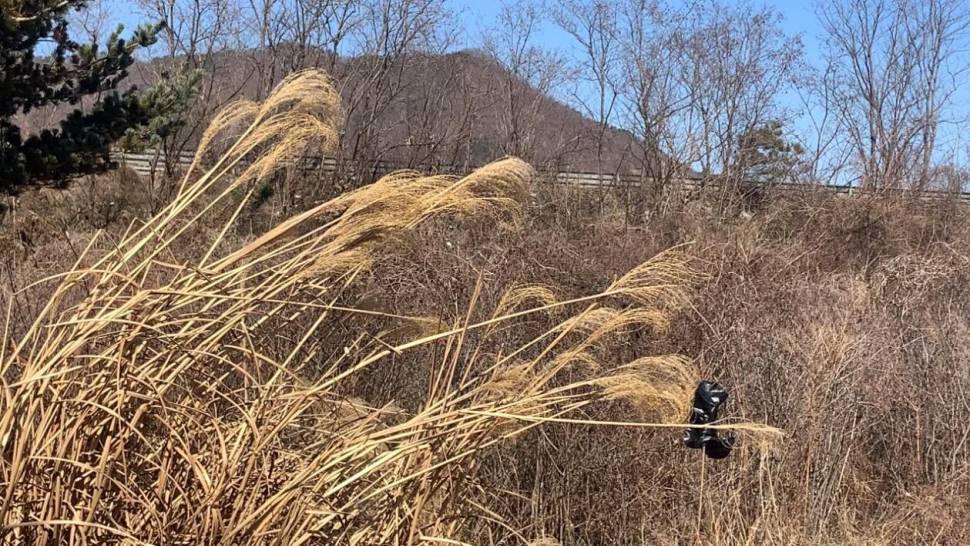 월척들이 줄줄이 비엔나 처럼 줄줄이 나오네떼월척 (조황조행기 - 화보조행기)