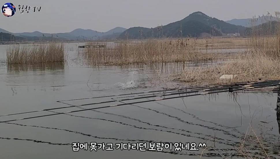 붕어낚시 홍성호에서 6치부터 4짜까지 마릿수 성공 (조황조행기 - 화보조행기)