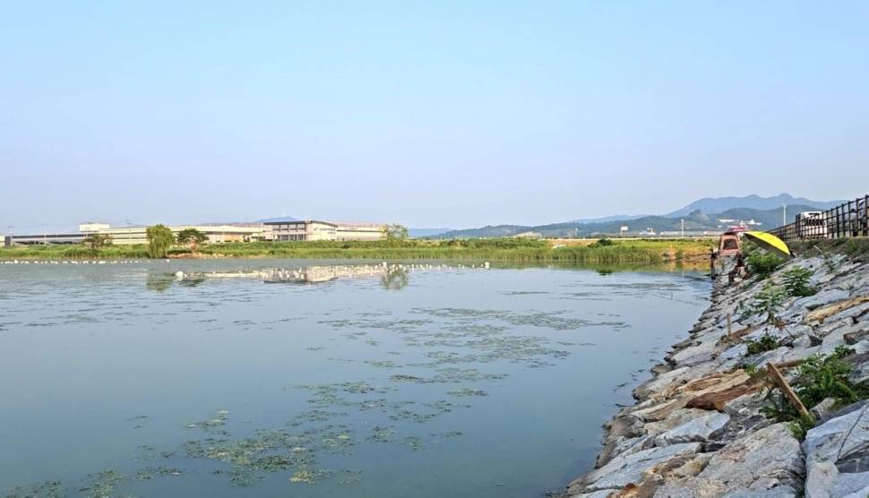 아산호 공세리 석축지대 배수기 붕어 집합장 (조황조행기 - 화보조행기)