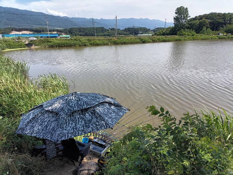 요즘 붕어 얼굴 보기 힘드네요 (조황조행기 - 화보조행기)