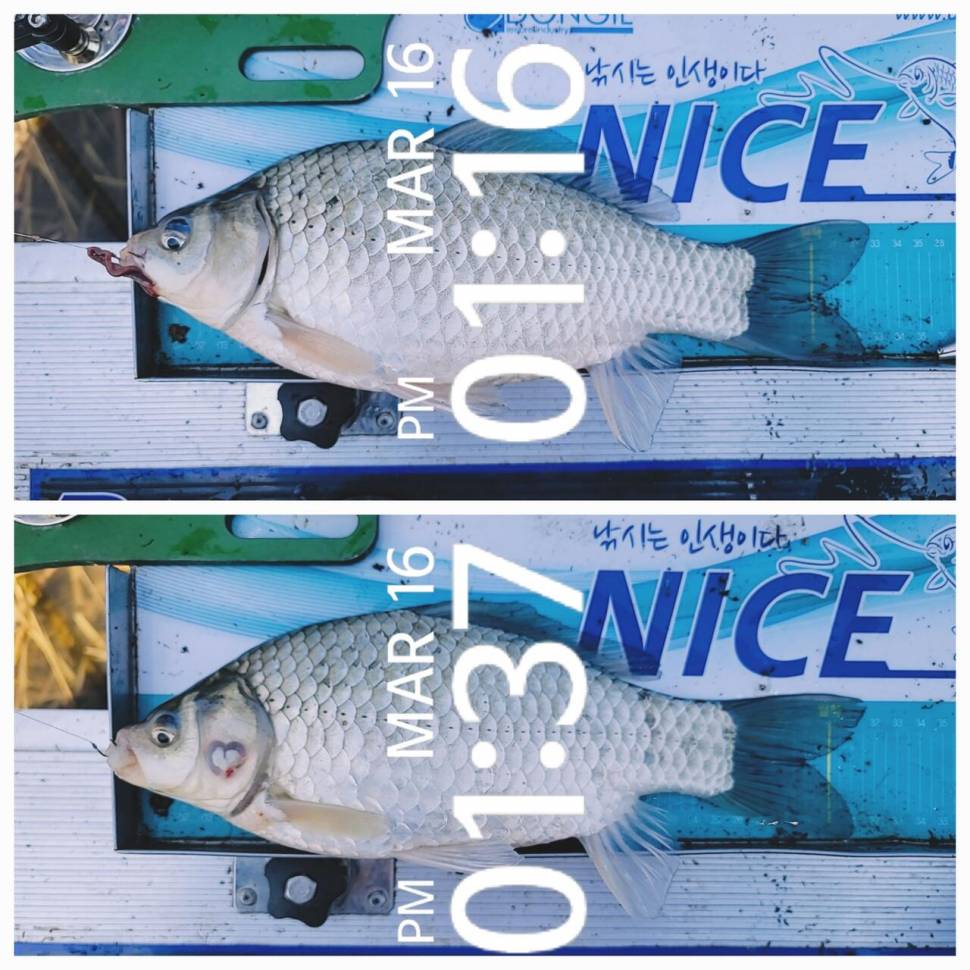 영암에 찾아온 봄 (조황조행기 - 화보조행기)
