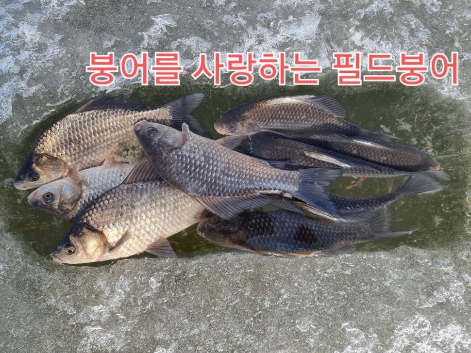 인평지 얼음낚시 다녀온 얘기 (조황조행기 - 화보조행기)