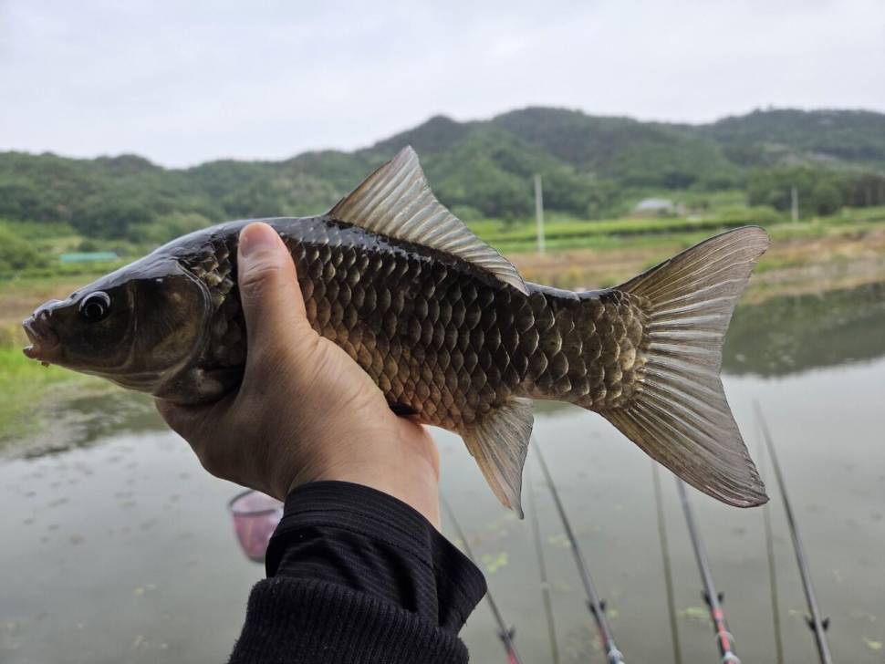 먹개비의 낚시 투어 271탄 참붕어 미끼 성공 (조황조행기 - 화보조행기)