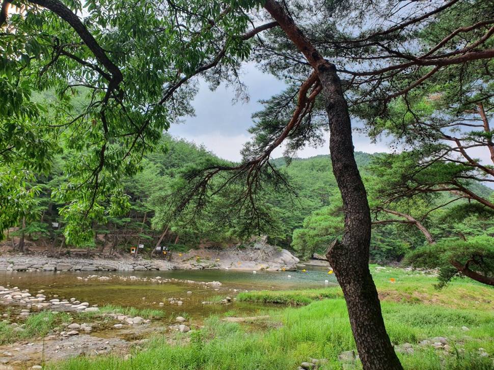 끝여름밤의 꿈을 찿아서 (조황조행기 - 화보조행기)