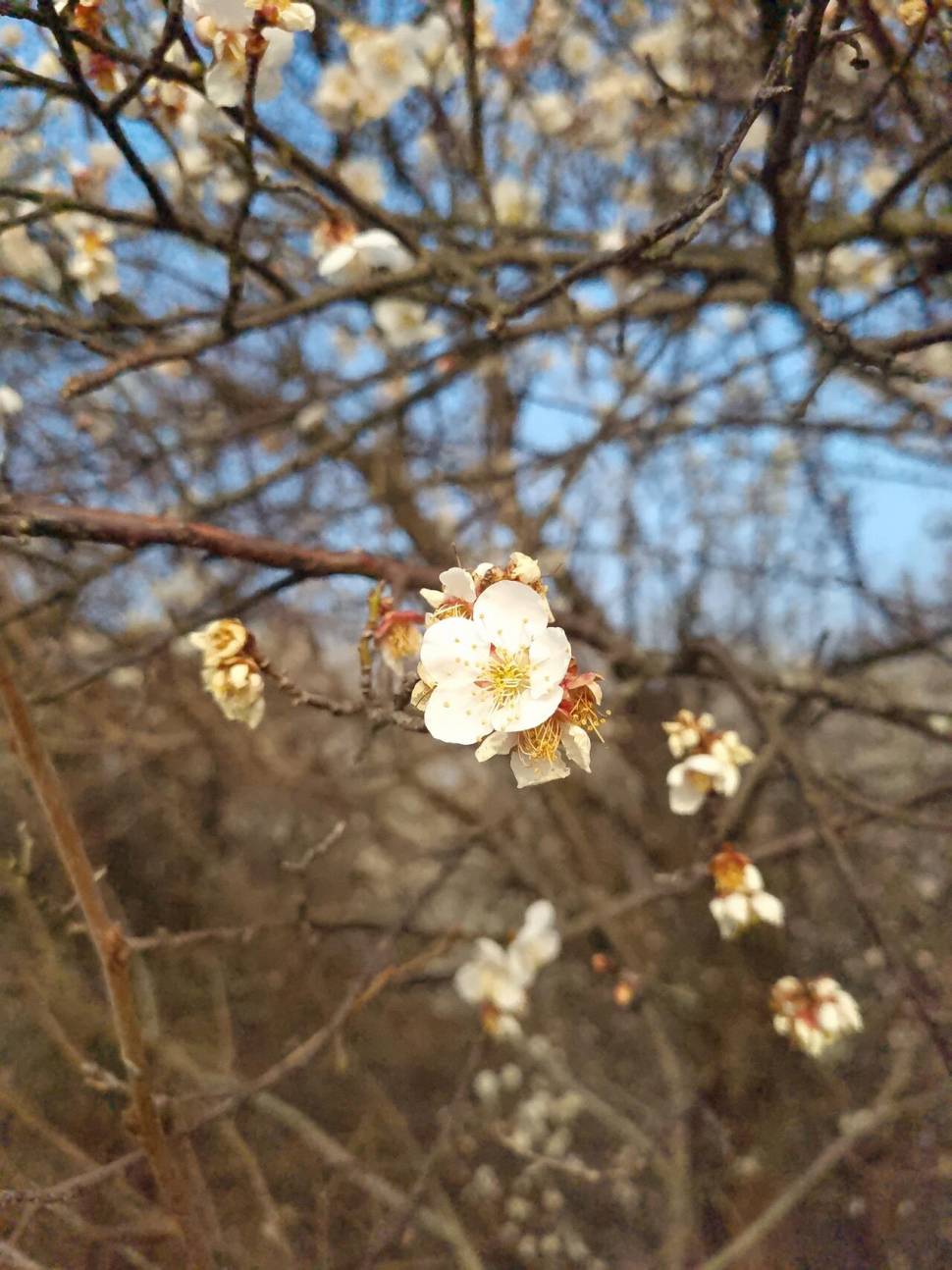 어신魚神 조우회의 3월달 정기 출조 잉어의 보은 (조황조행기 - 화보조행기)
