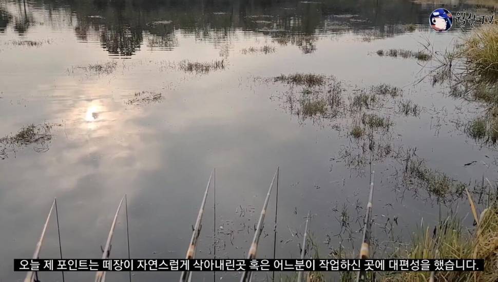 세종소류지 옥수수 새우에 마릿수 붕어 (조황조행기 - 화보조행기)