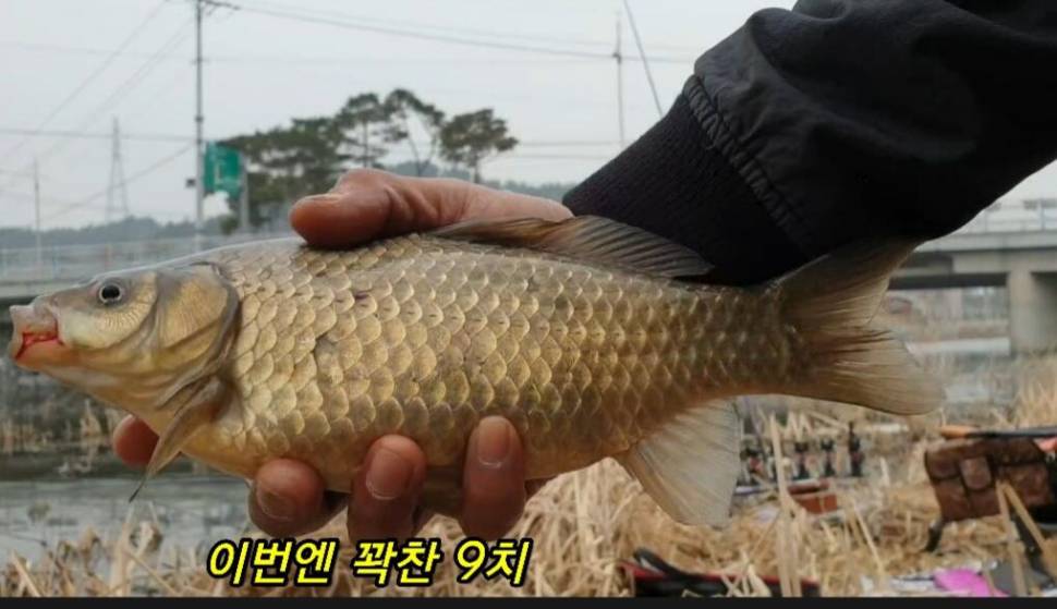 부들갈대 낮은수심 낚시 (조황조행기 - 화보조행기)