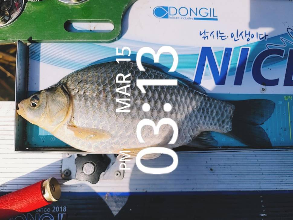 영암에 찾아온 봄 (조황조행기 - 화보조행기)