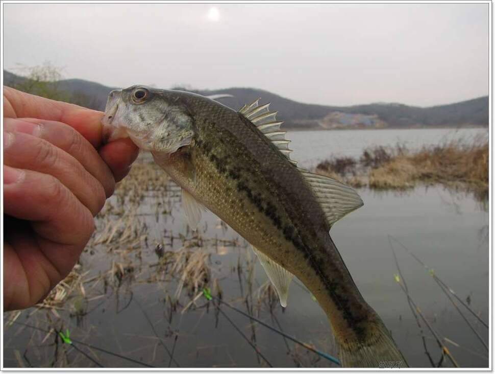 아들과 동행 (조황조행기 - 화보조행기)