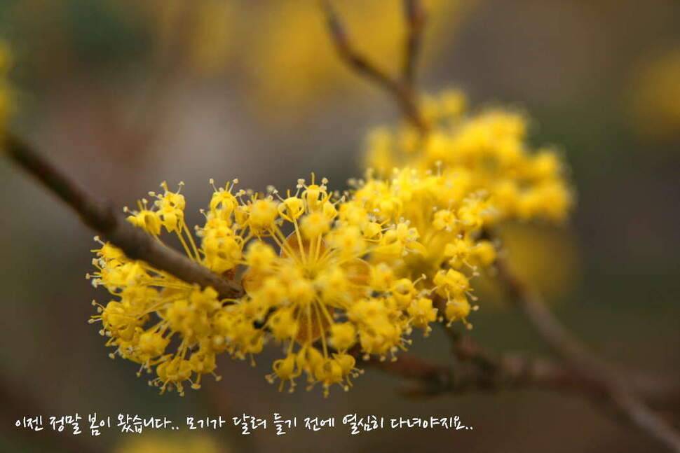 얼쑤평택호 봄이 왔네 (조황조행기 - 화보조행기)