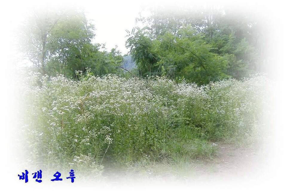 새물찬스 대향연 (조황조행기 - 화보조행기)