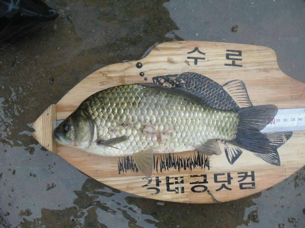 은포지에서의 만남 (조황조행기 - 화보조행기)